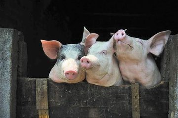 关于养猪场可行性研究报告如何撰写